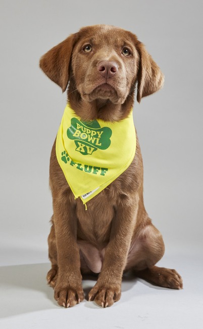 Puppy Bowl XV